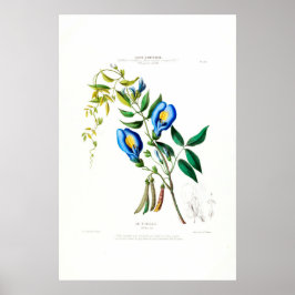 La Tibelle Clitoria Vintag Botanical Flore D Amer Poster