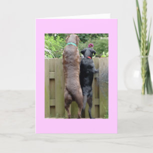 Labarador Dogs-Karte Karte