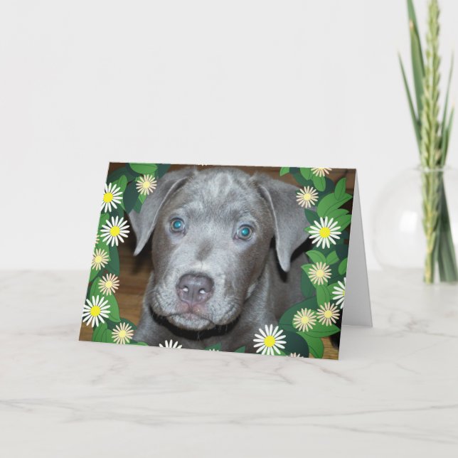 Labrabull Welpe mit Blume / Haustier Hund Foto Karte (Vorderseite)
