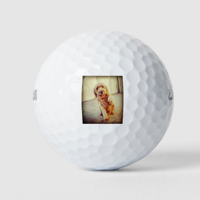 labradoodell golfball (Vorderseite)