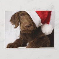 Labradoodle, das eine Weihnachtsmannmütze trägt