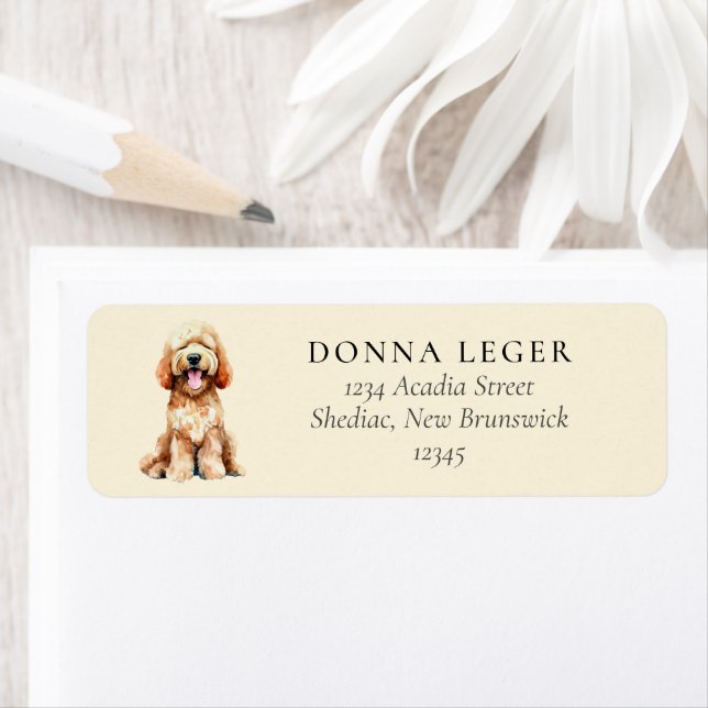 Labradoodle Goldendoodle Dog-Adresse (Insitu)