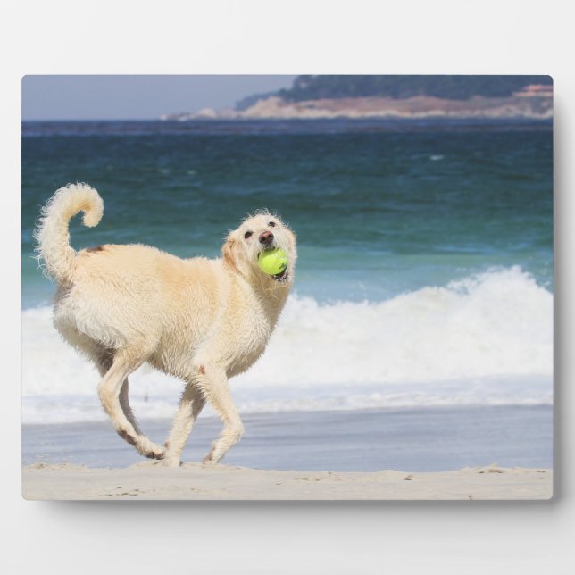 Labradoodle - Happy Day on Beach Fotoplatte (Vorderseite)