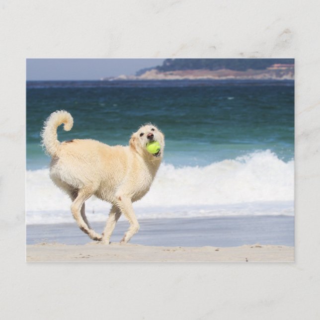 Labradoodle - Happy Day on Beach Postkarte (Vorderseite)