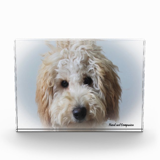 Labradoodle Hund. Fotoblock (Vorderseite)