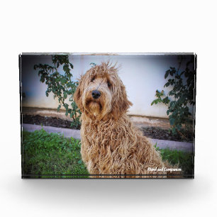 Labradoodle Hund. Fotoblock