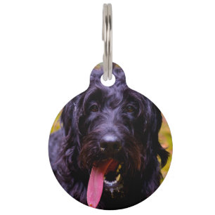 Labradoodle Hund. Haustiermarke
