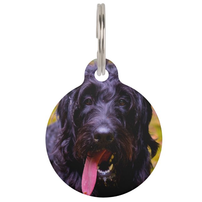 Labradoodle Hund. Haustiermarke (Vorderseite)