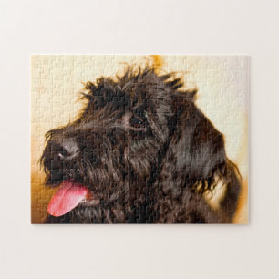 Labradoodle Hund. Puzzle