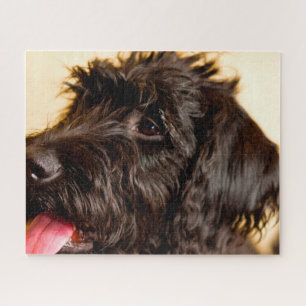 Labradoodle Hund. Puzzle