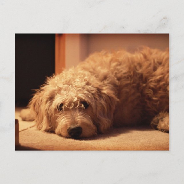 Labradoodle Hund sieht traurig aus Postkarte (Vorderseite)