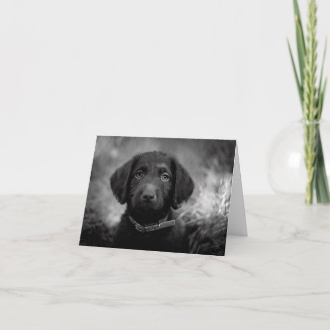 Labradoodle in B&W Notecard Karte (Vorderseite)