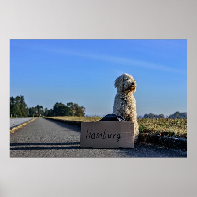 Labradoodle Poster (Vorne)