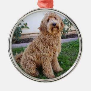 Labradoodle Puppy Dog Ornament Aus Metall