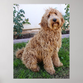 Labradoodle Puppy Dog Poster