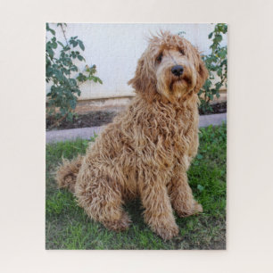 Labradoodle Puppy Dog Puzzle
