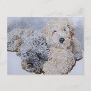 Labradoodles Two Post Cards Postkarte