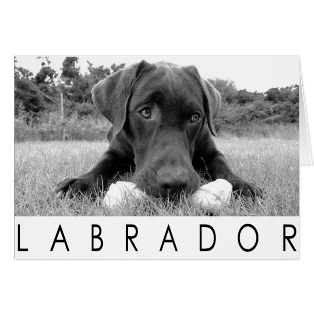Labrador B&W (Vorderseite (Horizontal))