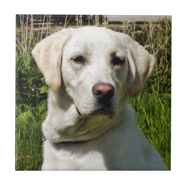 LABRADOR DOG FLIESE (Vorderseite)