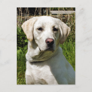 LABRADOR DOG POSTKARTE