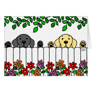 Labrador Duo beobachtet Sie