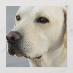 Labrador-Einladungen Einladung