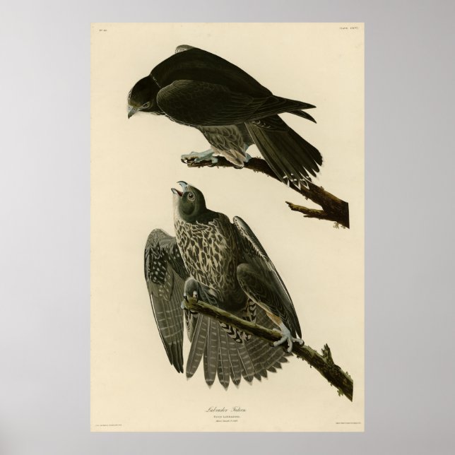 Labrador Falcon von Audubons Vögeln von Amerika Poster (Vorne)