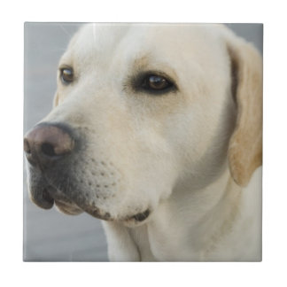 Labrador-Fliese Fliese