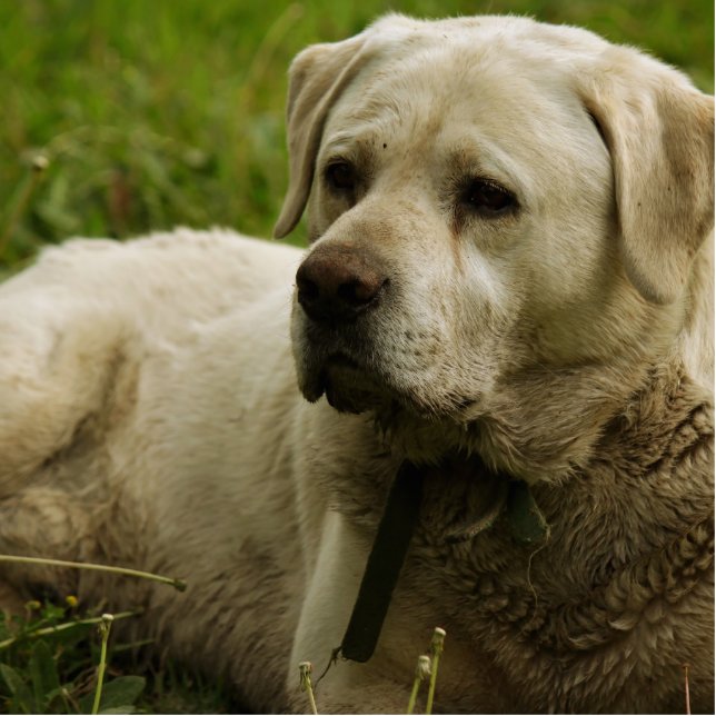 Labrador-Foto Freistehende Fotoskulptur (Vorne)