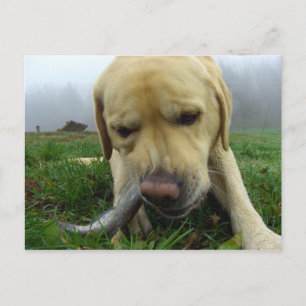 Labrador frisst Fisch - goofy Postcard Postkarte