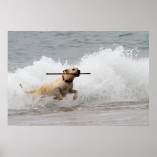 Labrador - Gelb - gehen Sie Reichweite! Poster