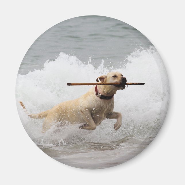 Labrador - Gelb - Hol dich! Magnet (Vorne)