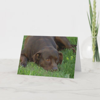 Labrador-Grußkarten wiederherstellen Karte