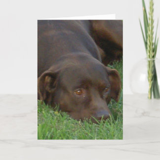 Labrador-Grußkarten wiederherstellen Karte