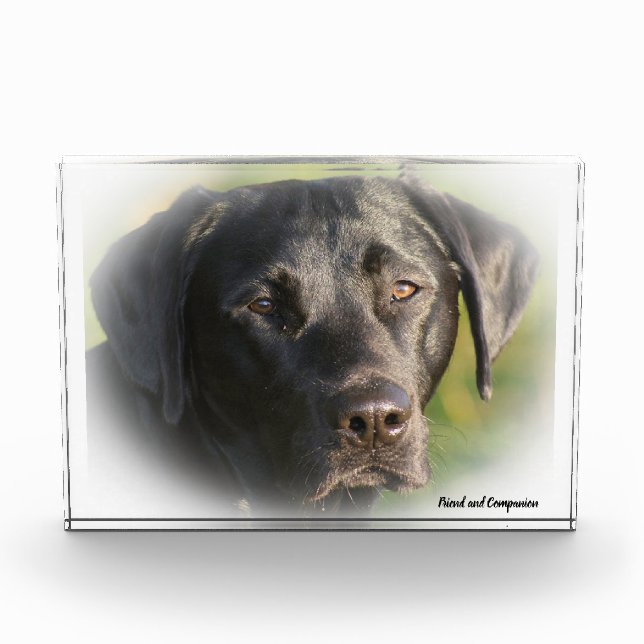 Labrador Hund. Fotoblock (Vorderseite)