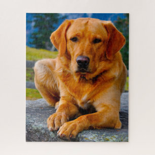 Labrador Hund. Puzzle
