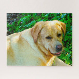 Labrador Hund. Puzzle