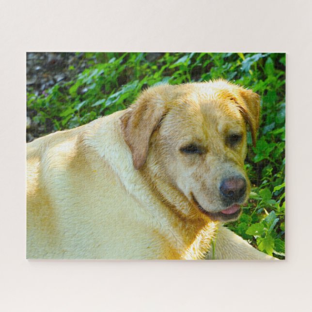 Labrador Hund. Puzzle (Horizontal)