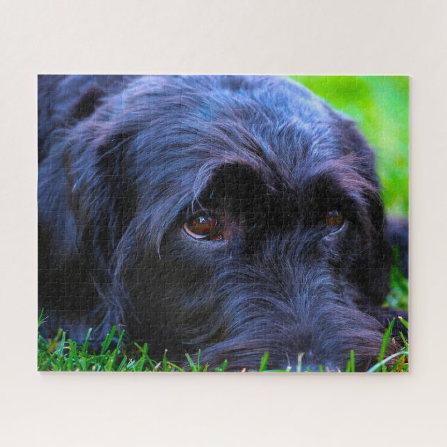 Labrador Hund. Puzzle (Horizontal)