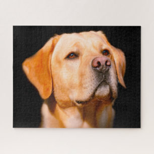 Labrador Hund. Puzzle