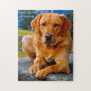 Labrador Hund. Puzzle