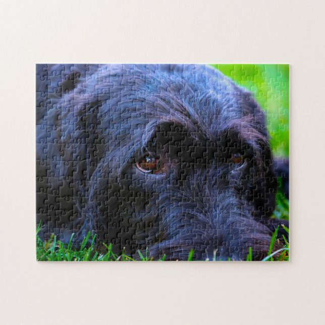 Labrador Hund. Puzzle (Horizontal)