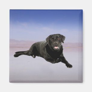 Labrador Hund sitzend am Strand Magnet