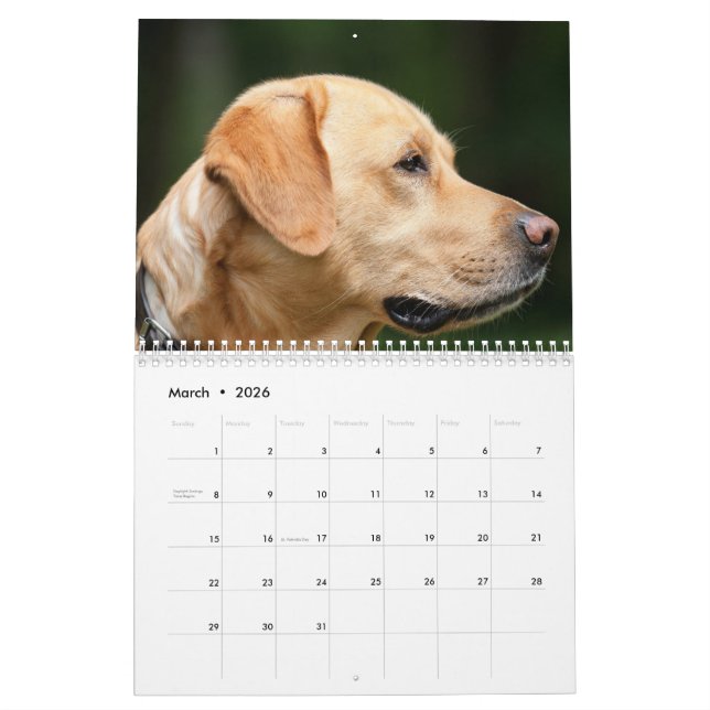 Labrador-Kalender Kalender (Mär 2026)