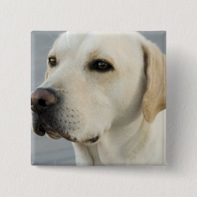 Labrador-Knopf Button (Vorderseite)