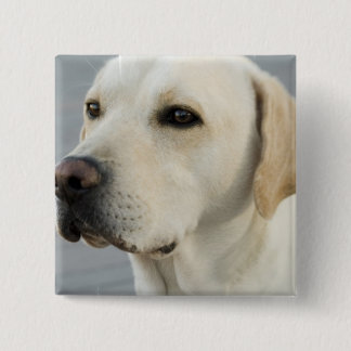 Labrador-Knopf Button
