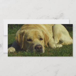 Labrador-Kühlung im grünen Gras