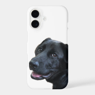 Labrador-Liebe
