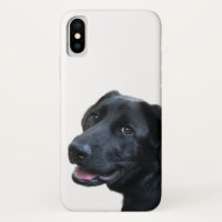 Labrador-Liebe