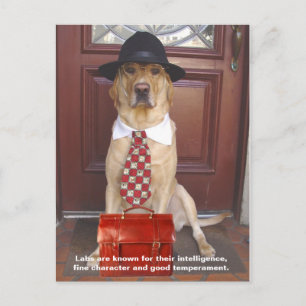 Labrador-Merkmale - feine Zeichen Postkarte